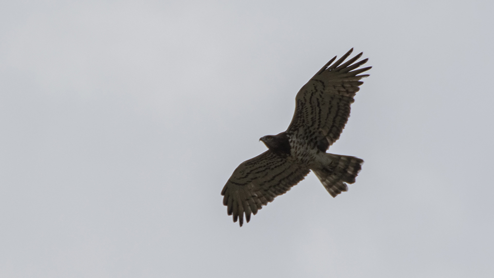 Short-toed Snake-Eagle — Ana fotoğraf